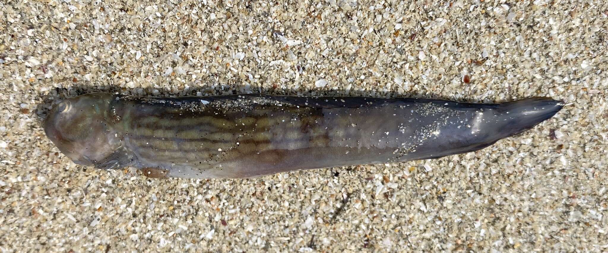 Image of Japanese Blenny