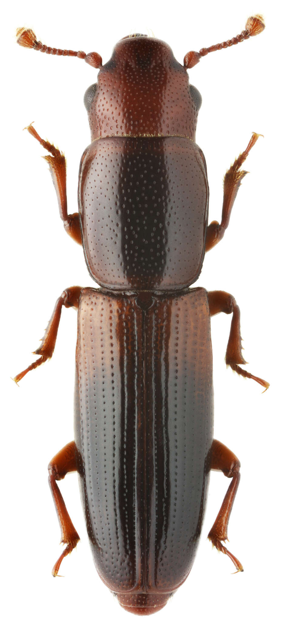 Image of Rhizophagus (Rhizophagus) nitidulus Fabricius 1798