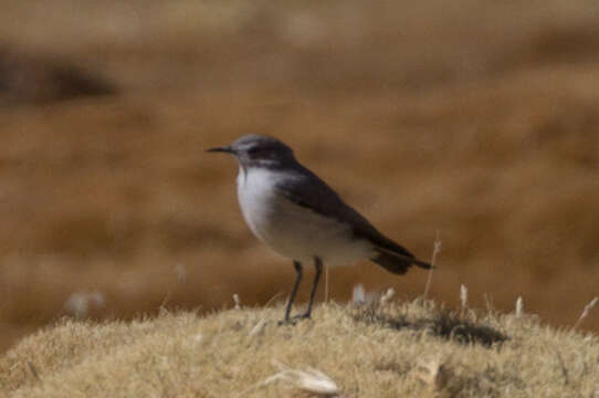 Image of Rufous-naped Ground Tyrant