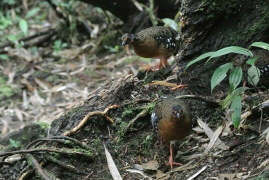 Image of Bornean Partridge