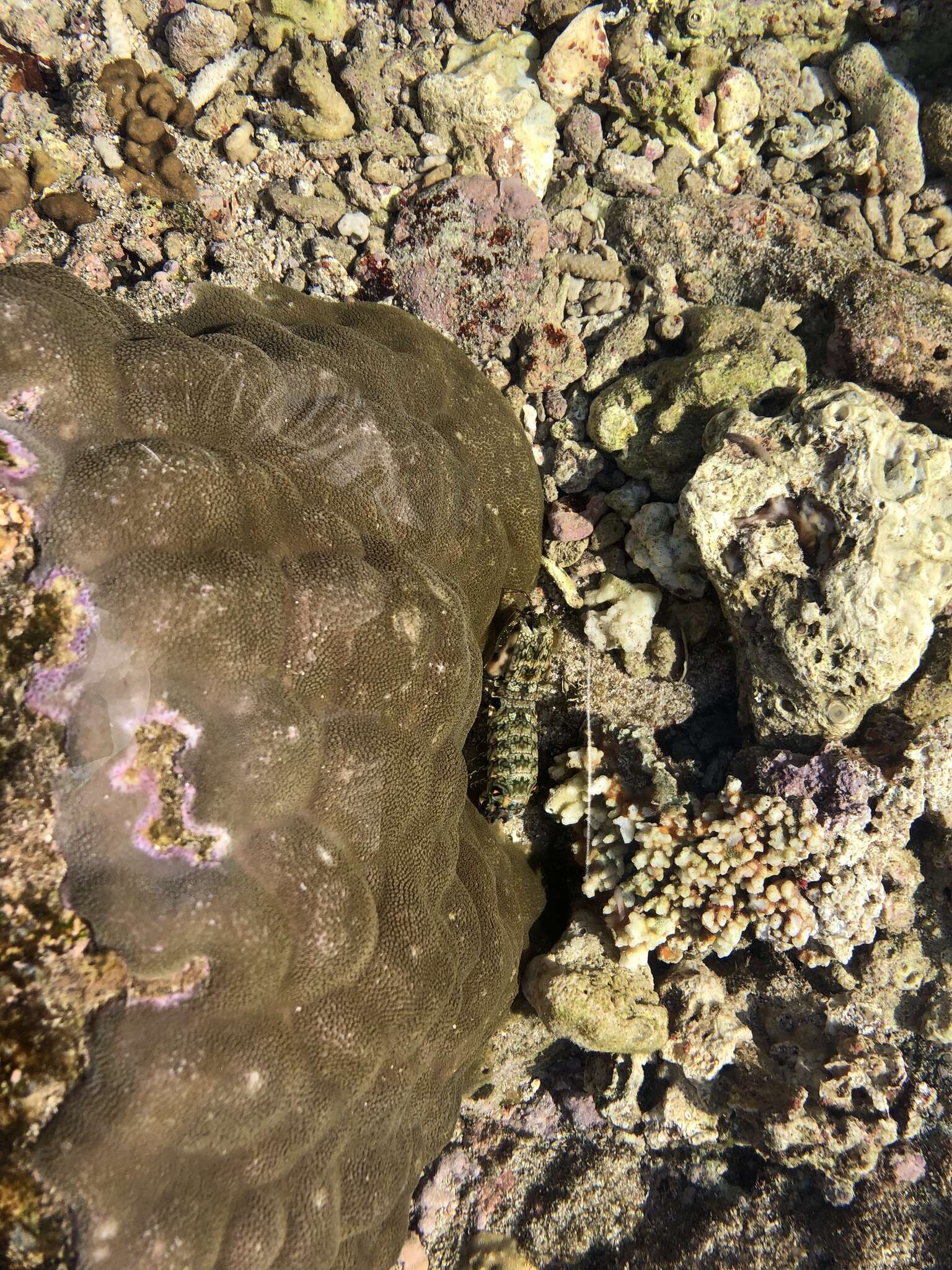 Image of pseudosquillid mantis shrimps