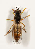 Image of Platycheirus quadratus (Say 1823)