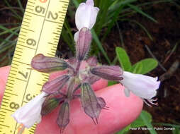 Image of Syncolostemon bolusii (N. E. Br.) D. F. Otieno