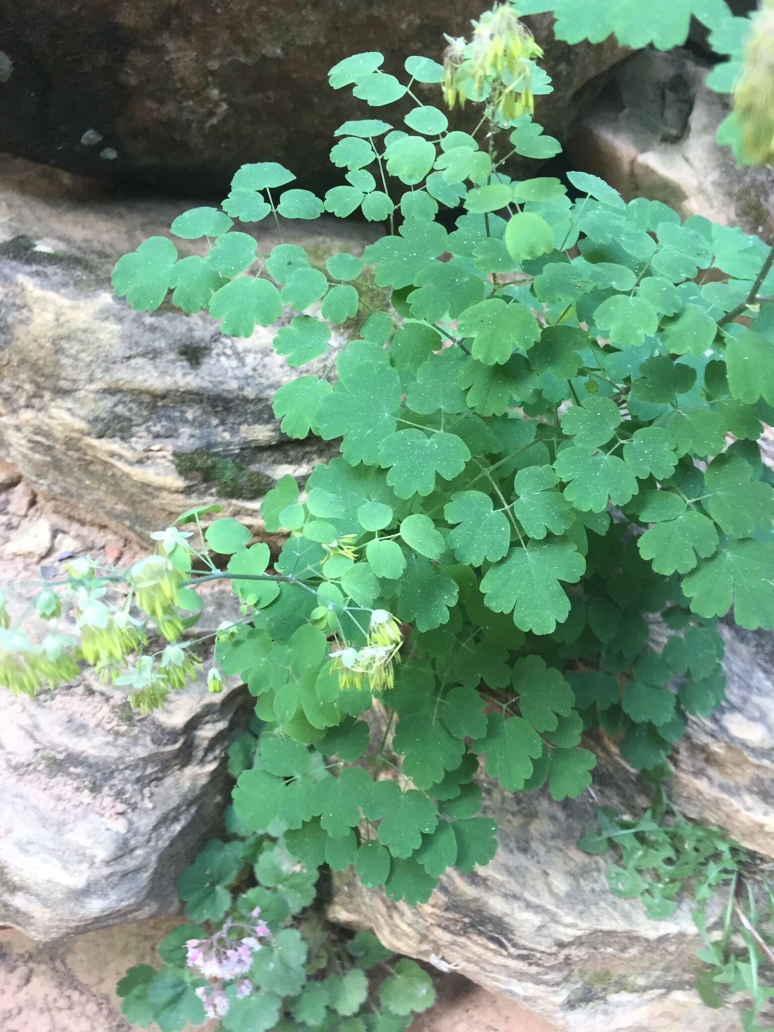 Image of Fendler's meadow-rue