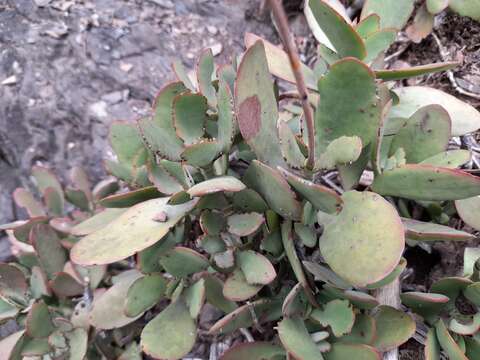 Image of Cotyledon woodii Schönl. & Baker fil.