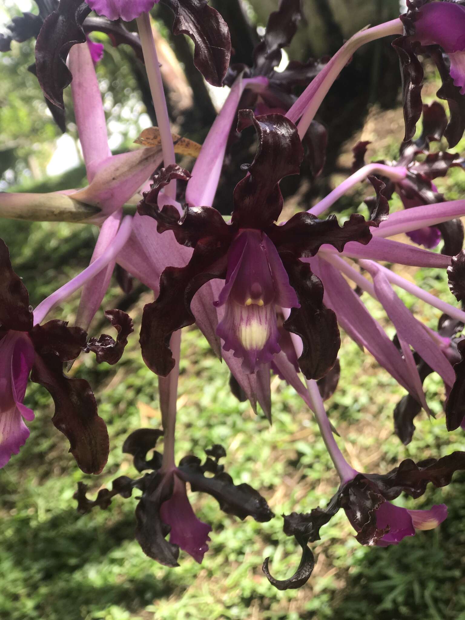 Plancia ëd Laelia splendida (Schltr.) L. O. Williams