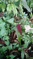 Image of Achyranthes longifolia (Makino) Makino