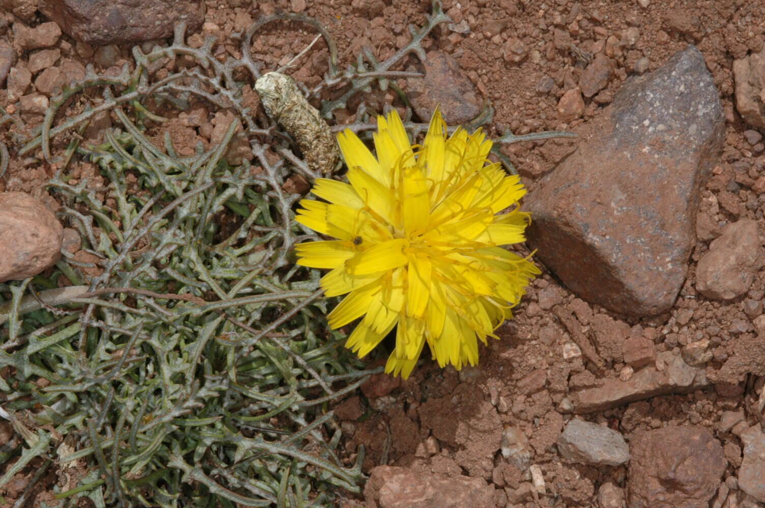 Слика од Hypochaeris laciniata