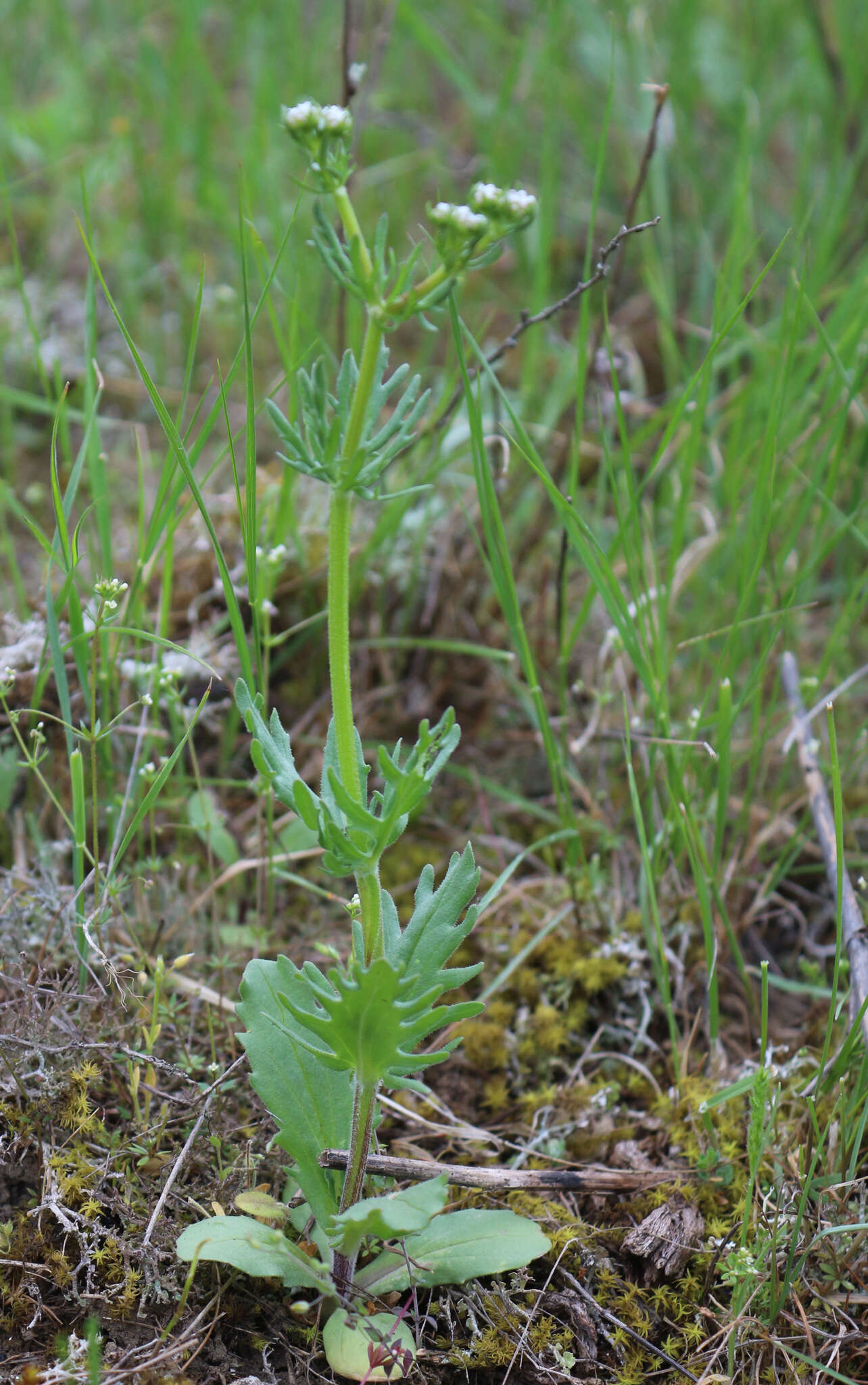 Image of Valerianella uncinata (Bieb.) Dufresne