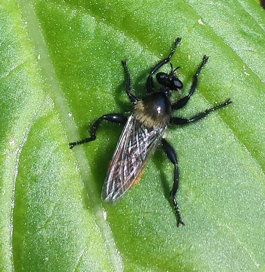 Image of Laphria janus McAtee 1919