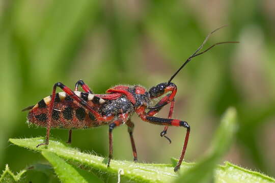 صورة Rhynocoris iracundus (Poda 1761)