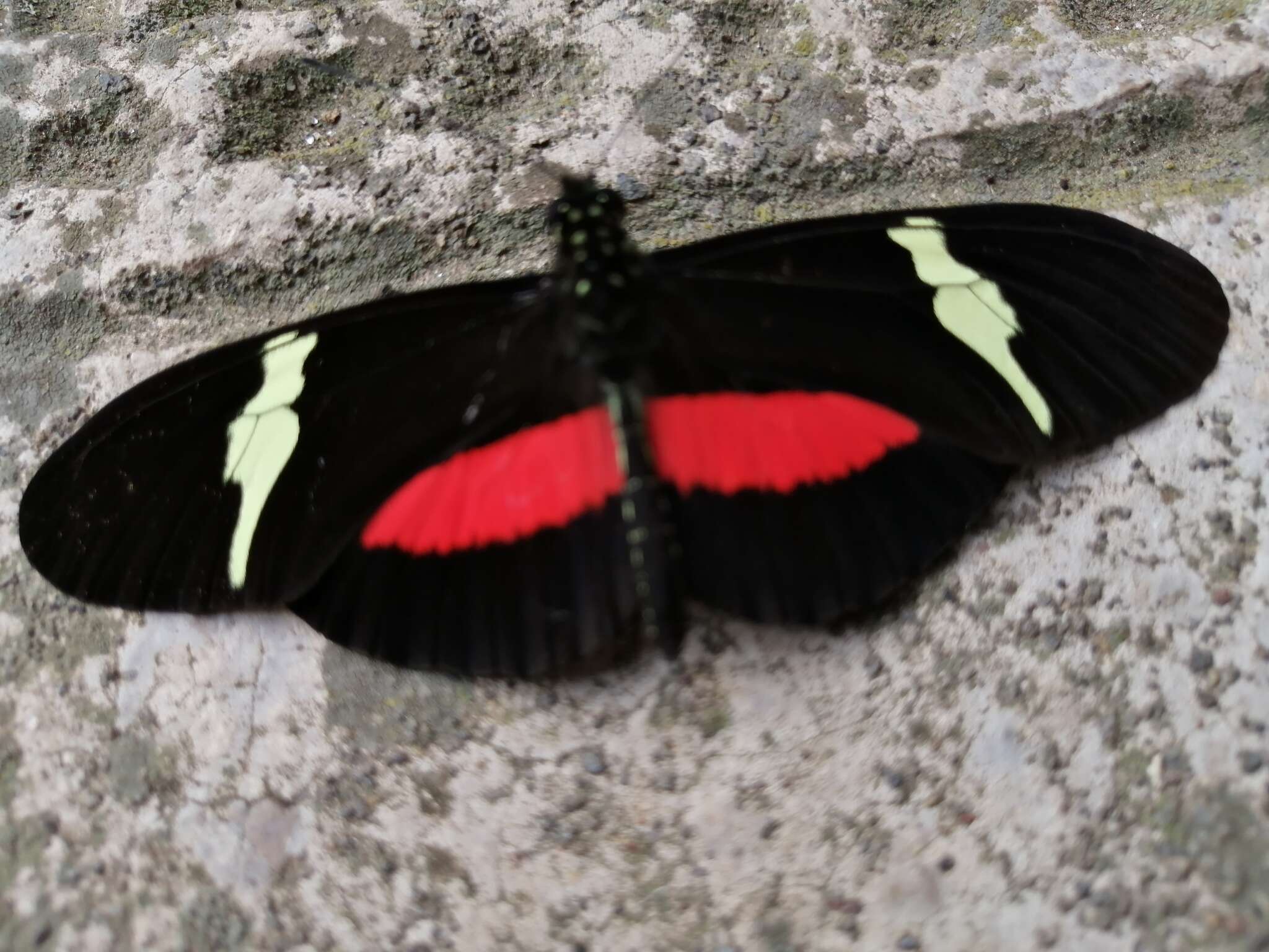 Image of <i>Heliconius <i>clysonymus</i></i> clysonymus