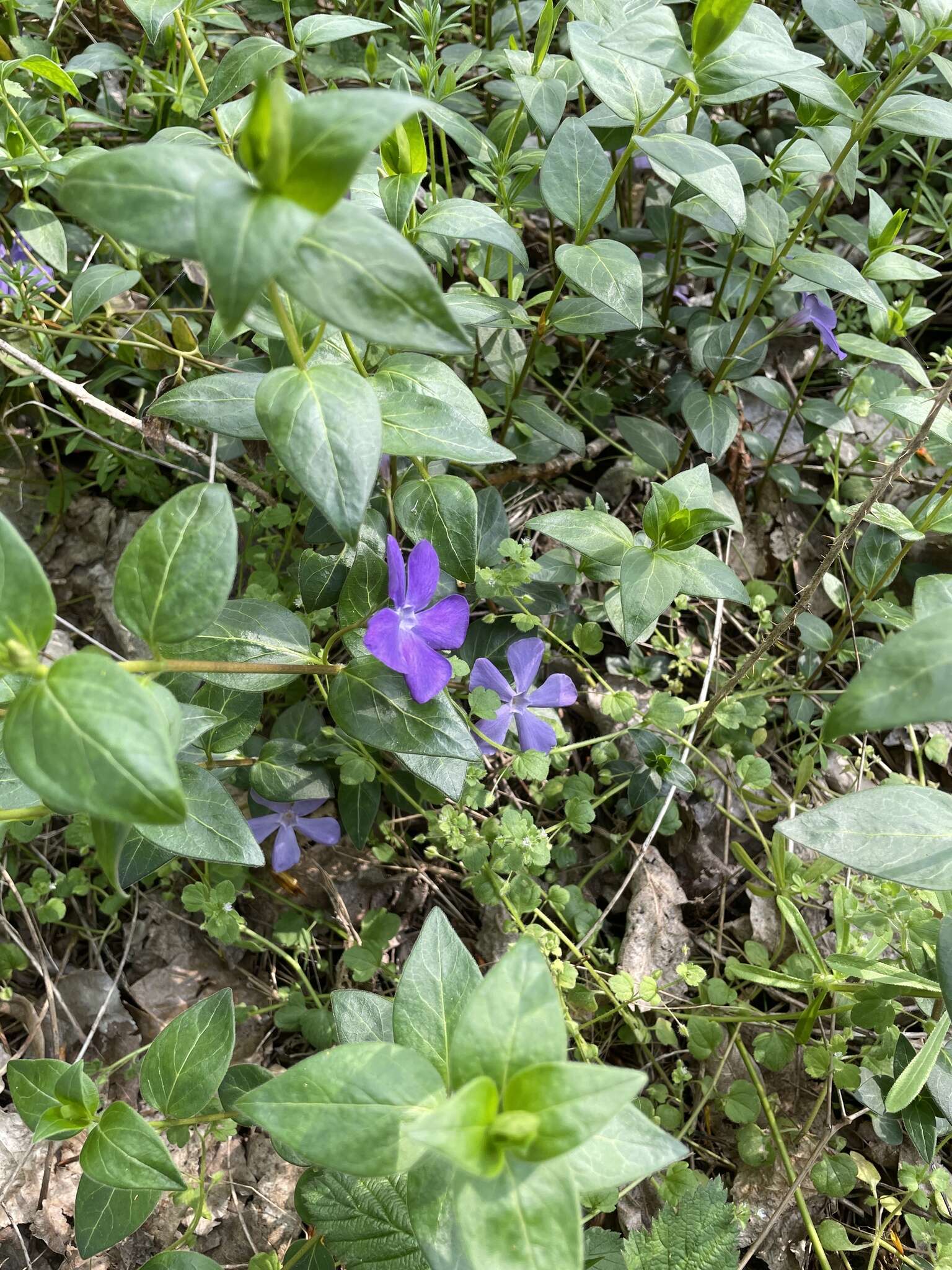 Image of Vinca major subsp. major