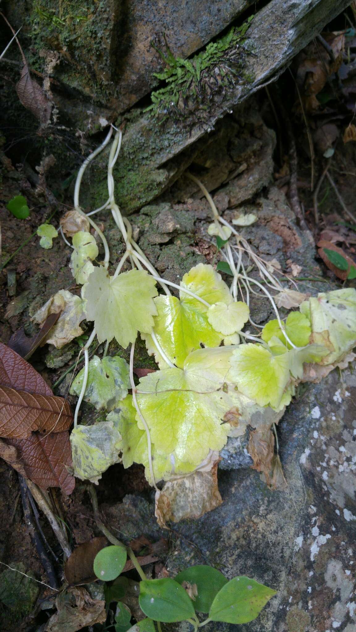 Image of Begonia uniflora S. Watson