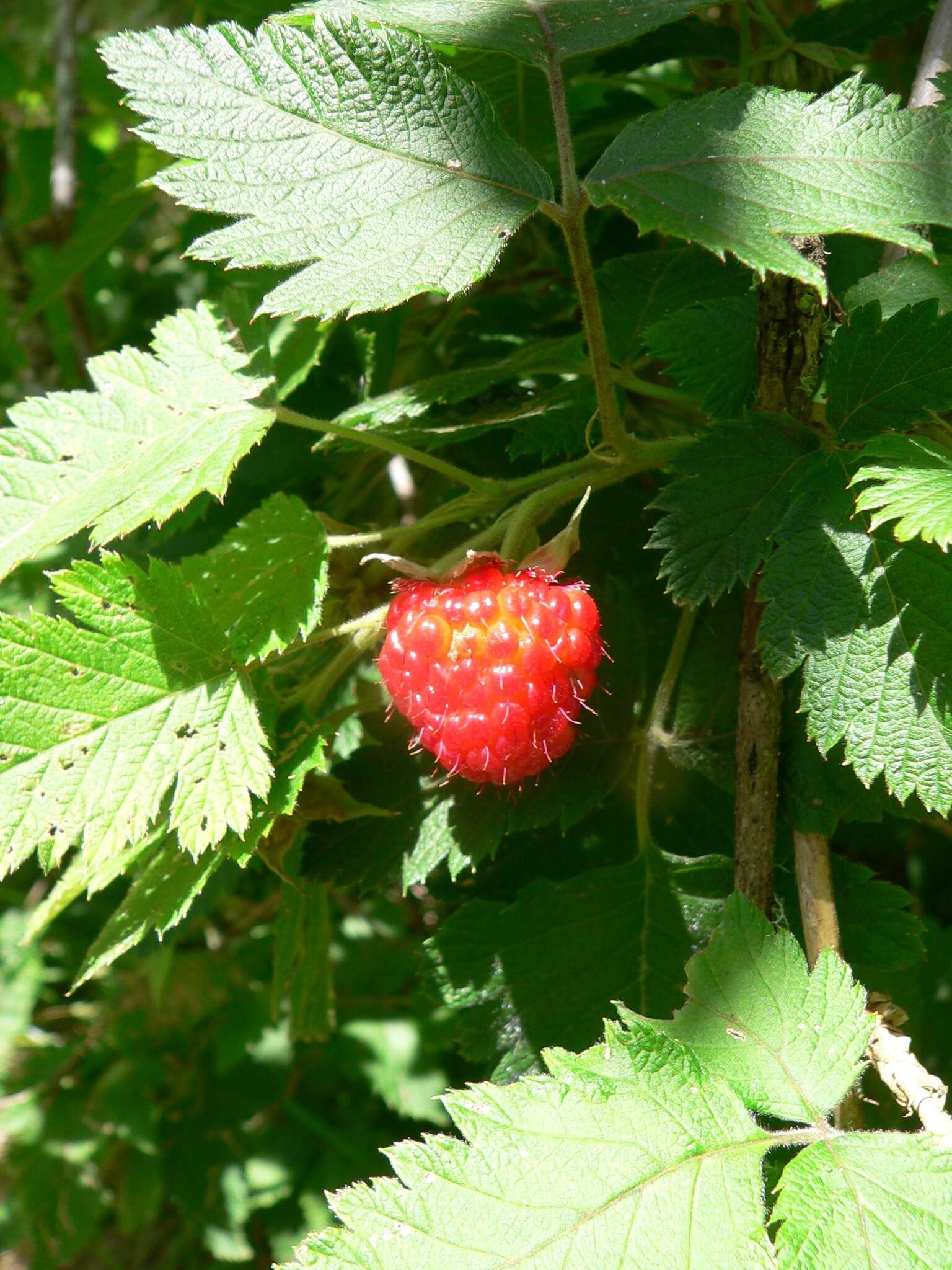 Слика од Rubus hawaiensis A. Gray