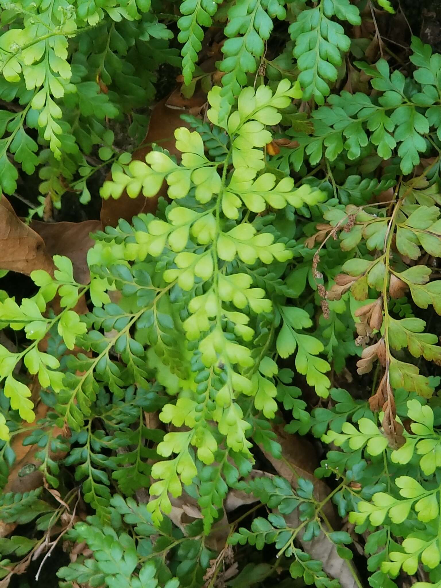 Image of pineland fern