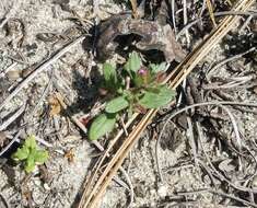 Image of Rattan's monkeyflower