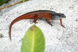 Image of Closed-litter Rainbow-skink