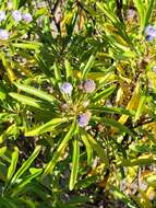 Image of Globularia amygdalifolia Webb