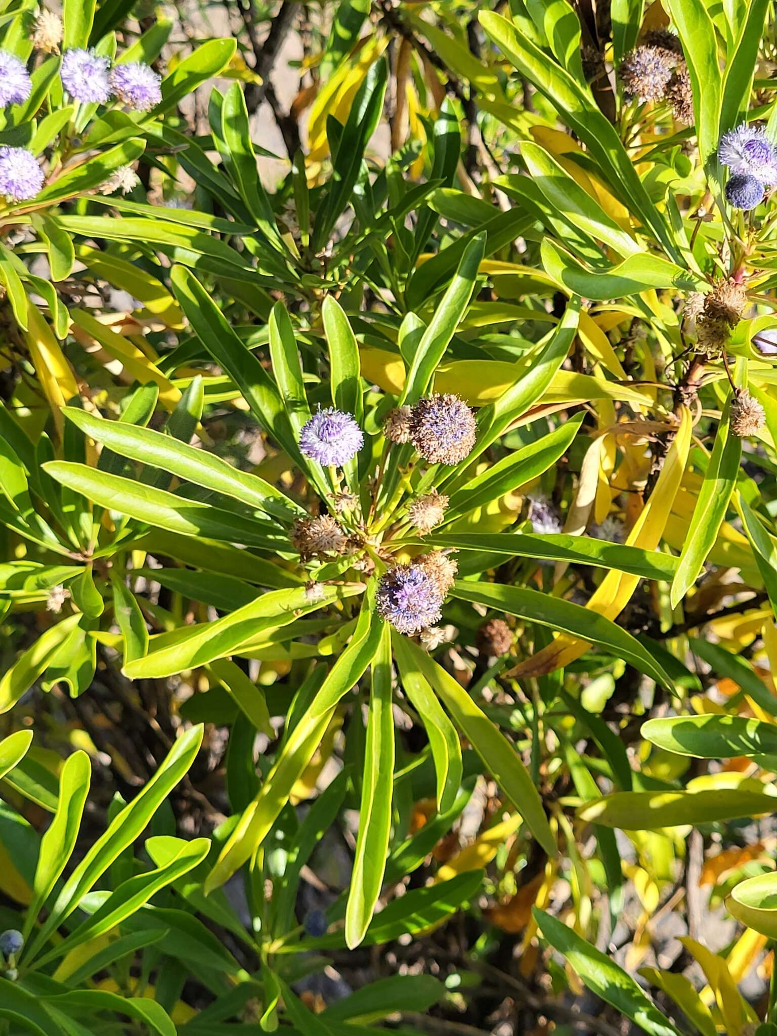 Image of Globularia amygdalifolia Webb