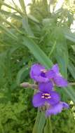 Image of spiderwort