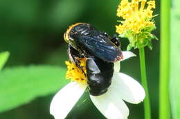 Image of Campsomeriella collaris (Fabricius 1775)