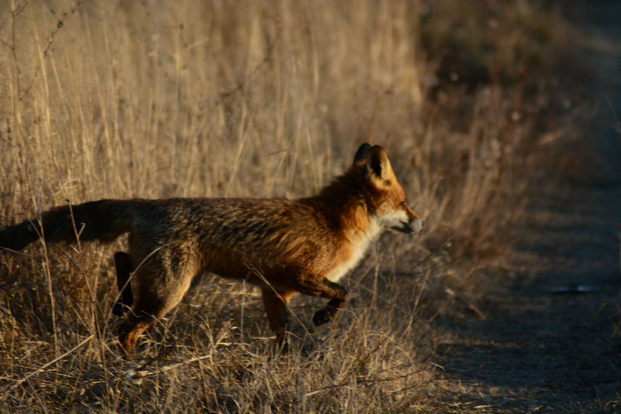 Image of Vulpes vulpes crucigera (Bechstein 1789)