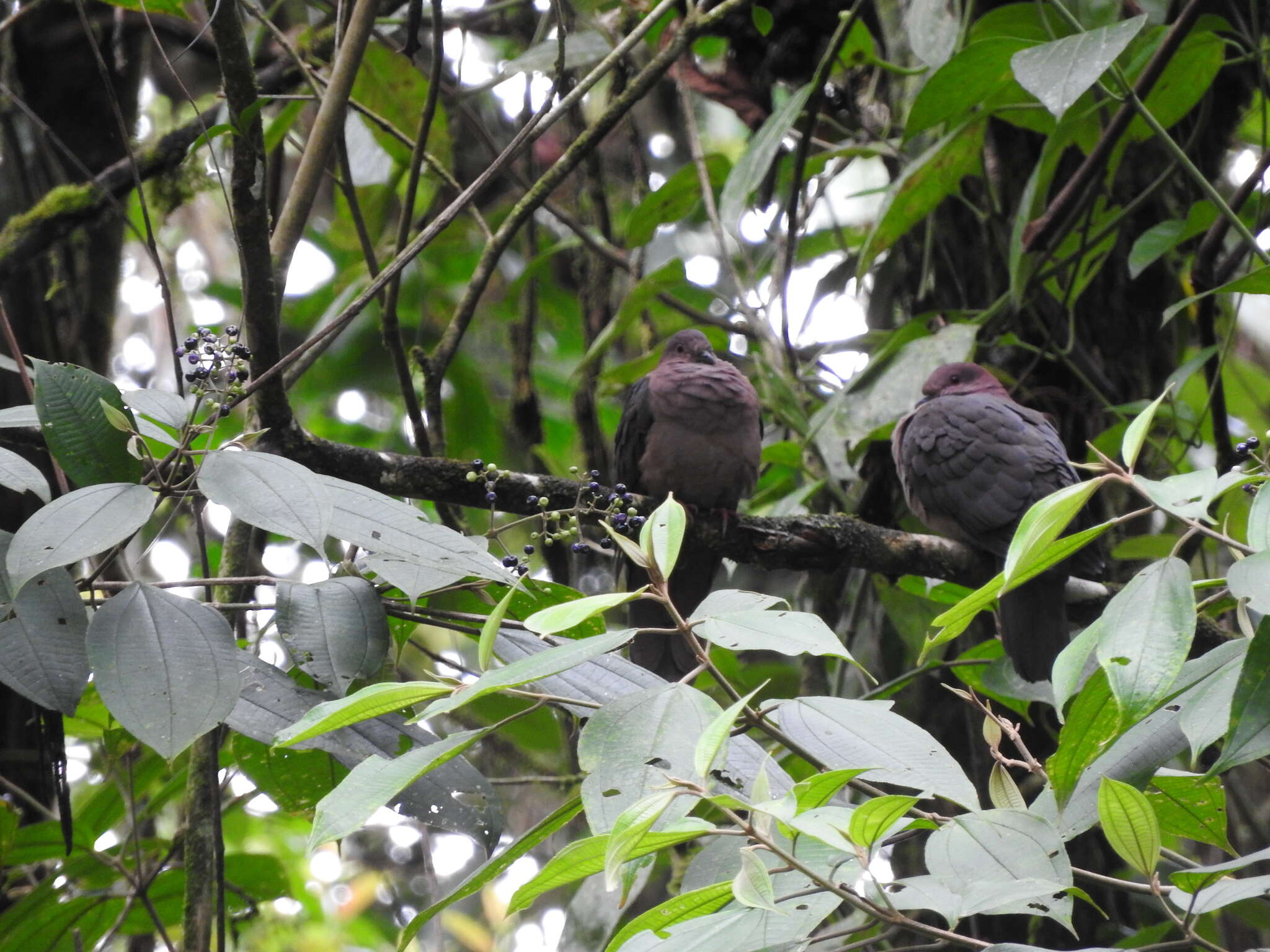 Patagioenas nigrirostris (Sclater & PL 1860) resmi