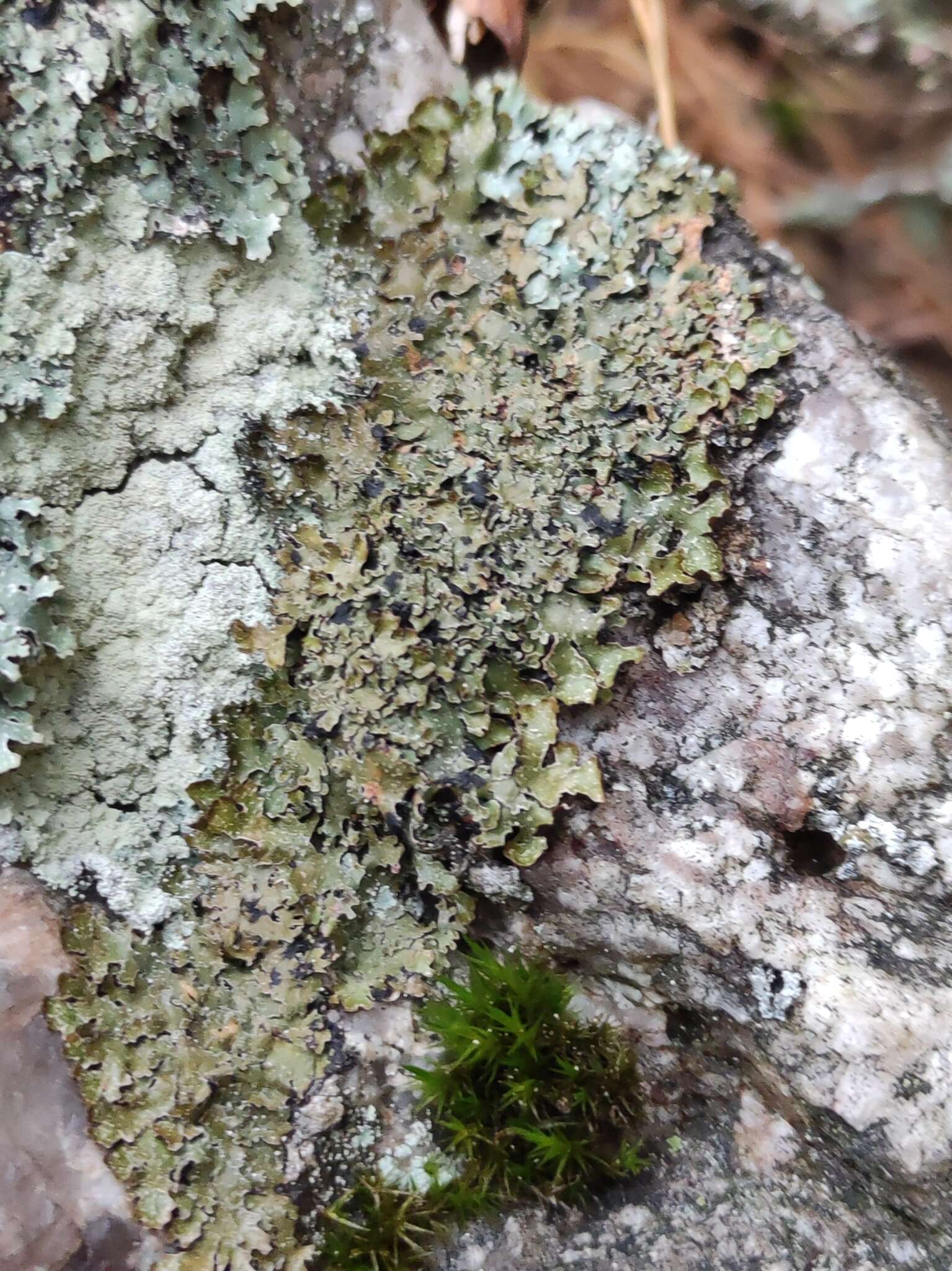 Parmelia omphalodes (L.) Ach. resmi