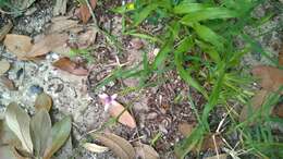 Image of annual blue-eyed grass