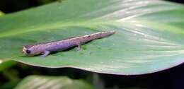 Image of Bolitoglossa peruviana (Boulenger 1883)