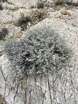 Image of Utah butterflybush