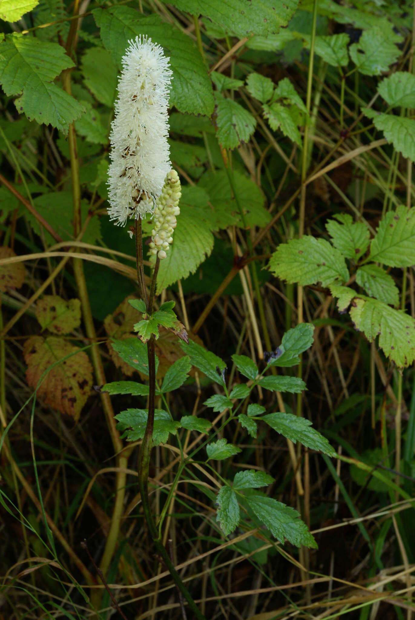 Plancia ëd Actaea simplex (DC.) Wormsk. ex Fisch. & Mey.