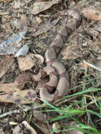 Image of Copperhead