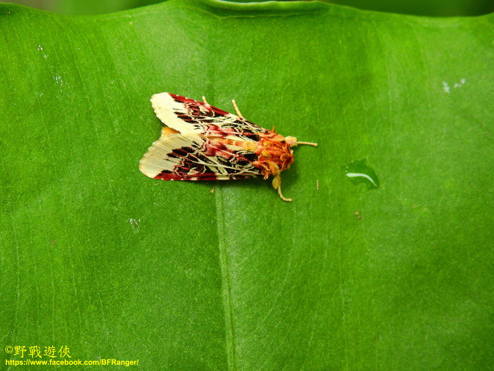 Image of Spodoptera picta Guérin-Meneville 1830