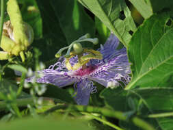 Plancia ëd Passiflora incarnata L.