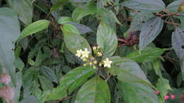 Image of Mussaenda parviflora Miq.