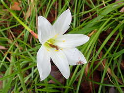 Image of Pineland Zephyr-Lily