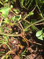 Image de Caltha palustris var. radicans (T. F. Forst.) Beck