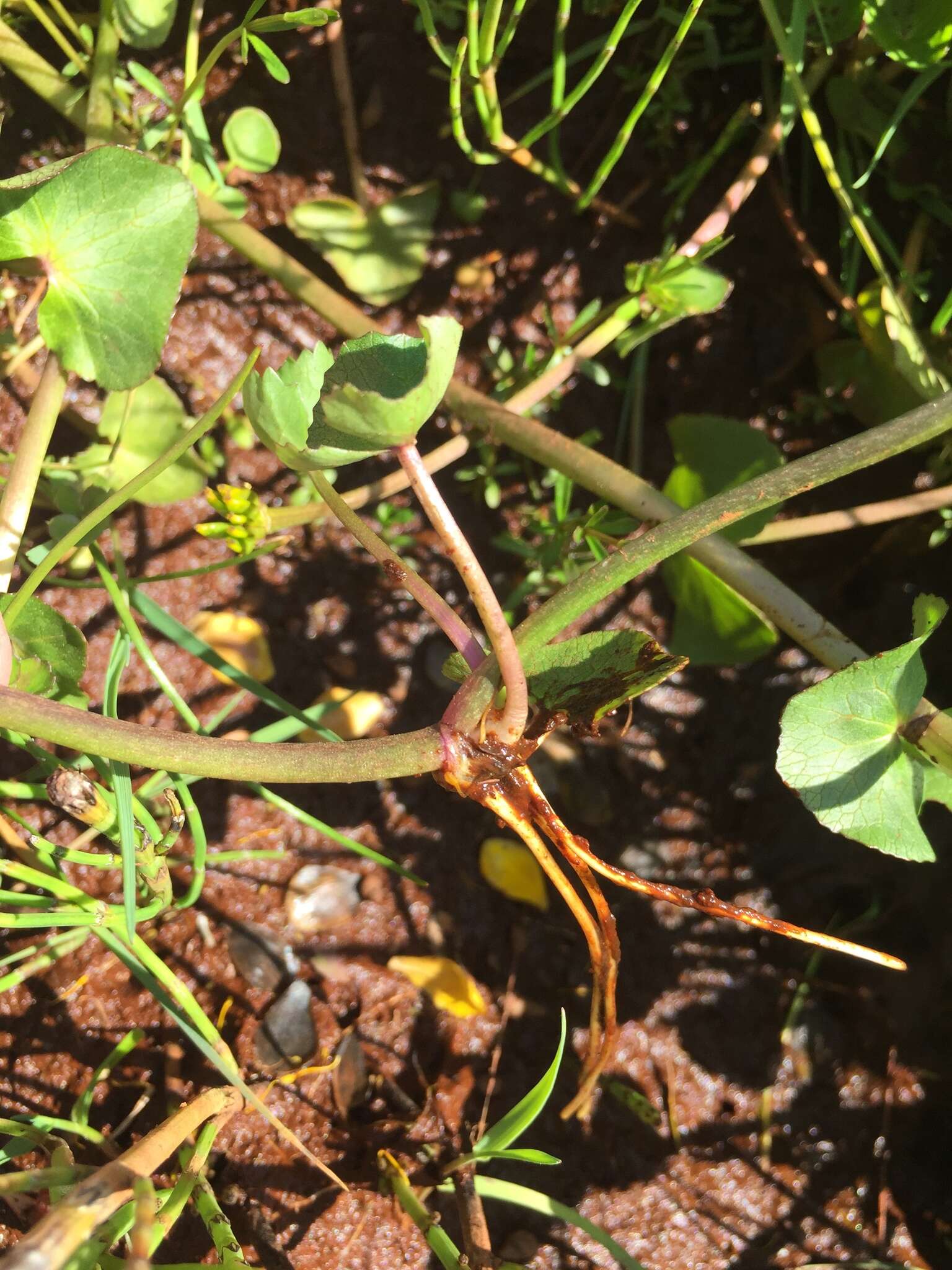 Image de Caltha palustris var. radicans (T. F. Forst.) Beck