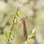 Image of Harpobittacus australis (Klug 1838)