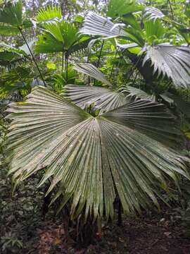 Image of Panama Hat Plant