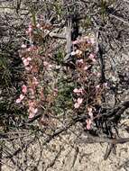 Image of Stylidium drummondianum A. Lowrie & S. Carlquist