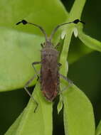 Image of Chariesterus albiventris Burmeister 1835