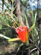 Image of Lambertia formosa Sm.