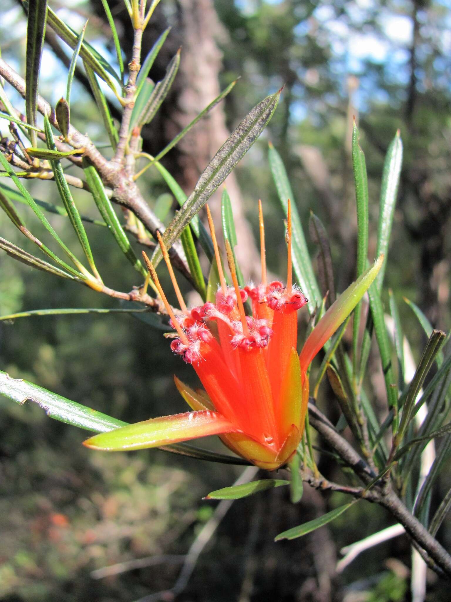 Image of Lambertia formosa Sm.