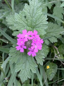 Image de Glandularia polyantha Umber