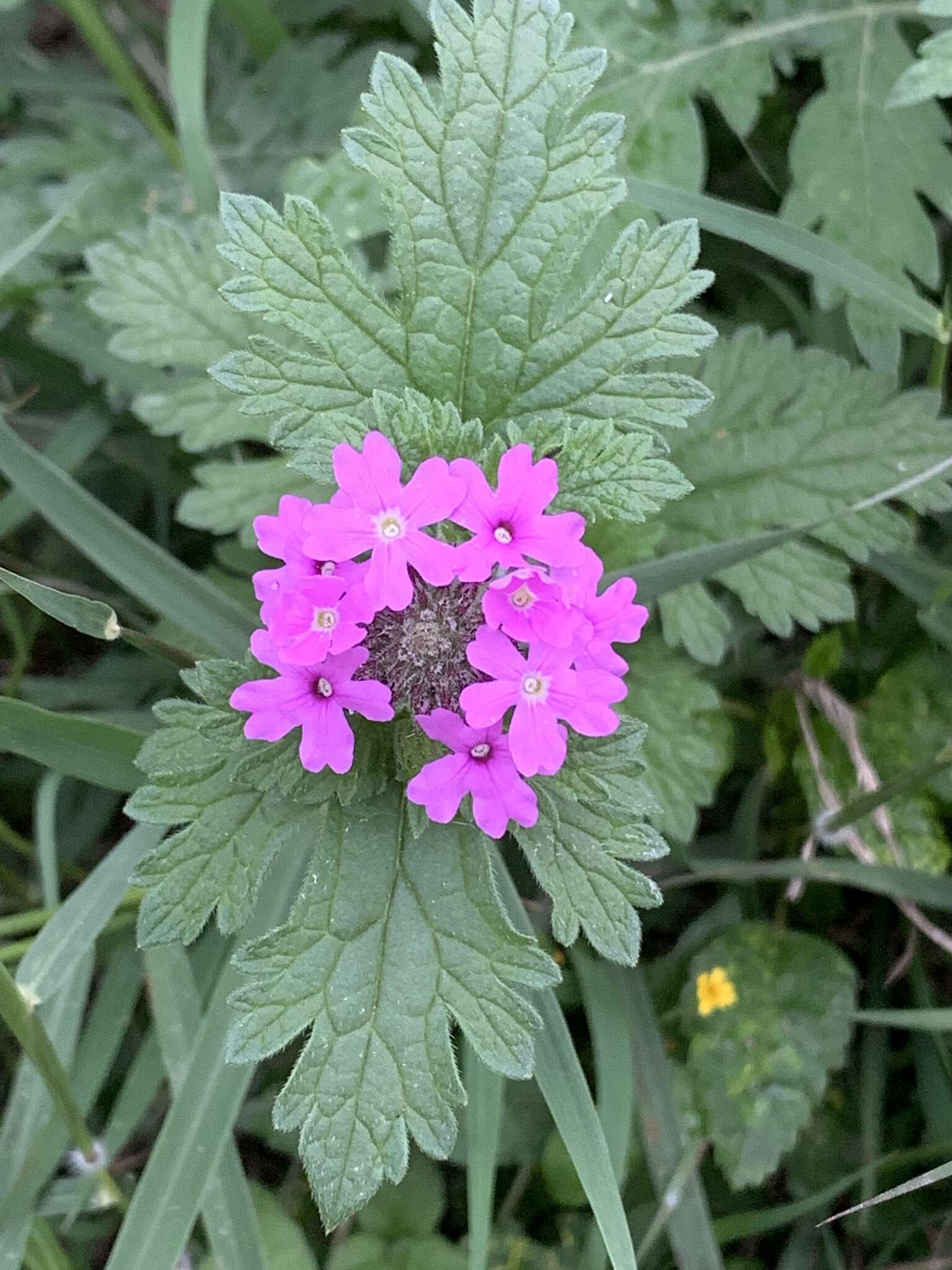 Image de Glandularia polyantha Umber