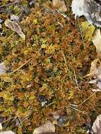 Image of slender cow-horn bog-moss