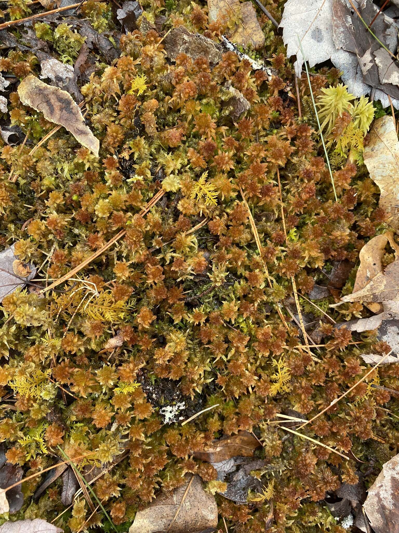 Image of slender cow-horn bog-moss